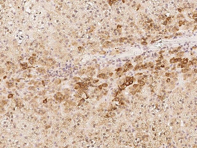 PNMAL2 Antibody - Immunochemical staining of human PNMAL2 in human adrenal gland with rabbit polyclonal antibody at 1:500 dilution, formalin-fixed paraffin embedded sections.