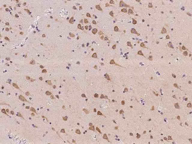 PNMAL2 Antibody - Immunochemical staining of human PNMAL2 in human brain with rabbit polyclonal antibody at 1:500 dilution, formalin-fixed paraffin embedded sections.