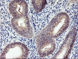 PNMT Antibody - IHC of paraffin-embedded Human endometrium tissue using anti-PNMT mouse monoclonal antibody.
