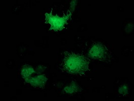 PNMT Antibody - Anti-PNMT mouse monoclonal antibody immunofluorescent staining of COS7 cells transiently transfected by pCMV6-ENTRY PNMT.