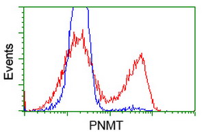 PNMT Antibody - HEK293T cells transfected with either overexpress plasmid (Red) or empty vector control plasmid (Blue) were immunostained by anti-PNMT antibody, and then analyzed by flow cytometry.