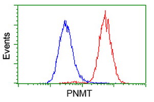 PNMT Antibody - Flow cytometry of HeLa cells, using anti-PNMT antibody (Red), compared to a nonspecific negative control antibody (Blue).
