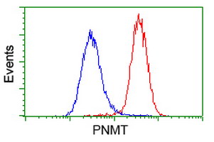 PNMT Antibody - Flow cytometry of HeLa cells, using anti-PNMT antibody (Red), compared to a nonspecific negative control antibody (Blue).