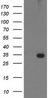 PNMT Antibody - HEK293T cells were transfected with the pCMV6-ENTRY control (Left lane) or pCMV6-ENTRY PNMT (Right lane) cDNA for 48 hrs and lysed. Equivalent amounts of cell lysates (5 ug per lane) were separated by SDS-PAGE and immunoblotted with anti-PNMT.