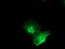 PNMT Antibody - Anti-PNMT mouse monoclonal antibody immunofluorescent staining of COS7 cells transiently transfected by pCMV6-ENTRY PNMT.