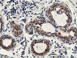 PNMT Antibody - IHC of paraffin-embedded Human breast tissue using anti-PNMT mouse monoclonal antibody.