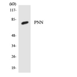 PNN / Pinin Antibody - Western blot analysis of the lysates from K562 cells using PNN antibody.