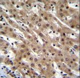 PNN / Pinin Antibody - PNN Antibody immunohistochemistry of formalin-fixed and paraffin-embedded human liver tissue followed by peroxidase-conjugated secondary antibody and DAB staining.