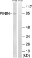 PNN / Pinin Antibody - Western blot analysis of lysates from HT-29 cells, using PNN Antibody. The lane on the right is blocked with the synthesized peptide.