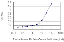 PNN / Pinin Antibody - Detection limit for recombinant GST tagged PNN is 0.1 ng/ml as a capture antibody.
