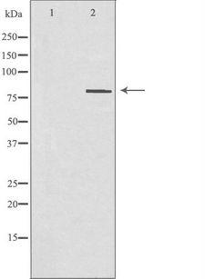 PNN / Pinin Antibody - Western blot analysis of extracts of HT29 cells using PNN antibody. The lane on the left is treated with the antigen-specific peptide.