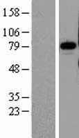 PNN / Pinin Protein - Western validation with an anti-DDK antibody * L: Control HEK293 lysate R: Over-expression lysate