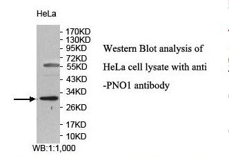 PNO1 Antibody