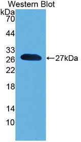 PNOC / Nociceptin Antibody - Western Blot; Sample: Recombinant protein.