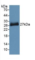 PNOC / Nociceptin Antibody - Western Blot; Sample: Recombinant PNOC, Mouse.