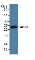 PNOC / Nociceptin Antibody - Western Blot; Sample: Mouse Brain Tissue.