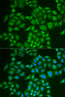 PNOC / Nociceptin Antibody - Immunofluorescence analysis of U2OS cells.