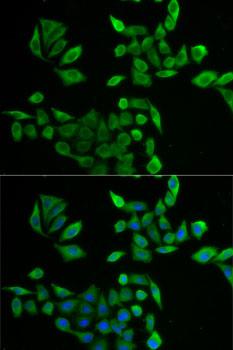 PNP / Nucleoside Phosphorylase Antibody - Immunofluorescence analysis of U2OS cells using PNP Polyclonal Antibody.