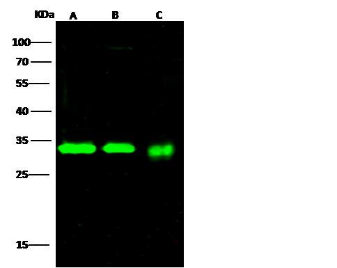 PNP / Nucleoside Phosphorylase Antibody - Anti-PNP rabbit polyclonal antibody at 1:500 dilution. Lane A: Jurkat Whole Cell Lysate. Lane B: K562 Whole Cell Lysate. Lane C: 293T Whole Cell Lysate. Lysates/proteins at 30 ug per lane. Secondary: Goat Anti-Rabbit IgG H&L (Dylight800) at 1/10000 dilution. Developed using the Odyssey technique. Performed under reducing conditions. Predicted band size: 32 kDa. Observed band size: 32 kDa.