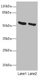 PNPLA2 / ATGL Antibody - Western blot All lanes: PNPLA2 antibody at 10µg/ml Lane 1: Mouse liver tissue Lane 2: NIH/3T3 whole cell lysate Secondary Goat polyclonal to rabbit IgG at 1/10000 dilution Predicted band size: 56, 20 kDa Observed band size: 56 kDa