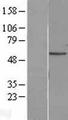 PNPLA2 / ATGL Protein - Western validation with an anti-DDK antibody * L: Control HEK293 lysate R: Over-expression lysate