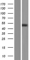 PNPLA5 Protein - Western validation with an anti-DDK antibody * L: Control HEK293 lysate R: Over-expression lysate
