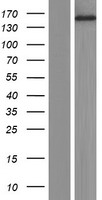 PNPLA7 Protein - Western validation with an anti-DDK antibody * L: Control HEK293 lysate R: Over-expression lysate