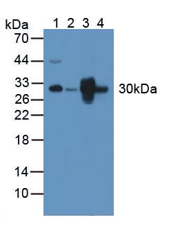 PNPO Antibody - Western Blot; Sample: Lane1: Mouse Brain Tissue; Lane2: Mouse Heart Tissue; Lane3: Mouse Liver Tissue; Lane4: Mouse Kidney Tissue.