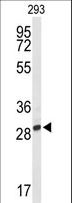 PNPO Antibody - Western blot of PNPO Antibody in 293 cell line lysates (35 ug/lane). PNPO (arrow) was detected using the purified antibody.