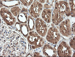 PNPO Antibody - IHC of paraffin-embedded Human Kidney tissue using anti-PNPO mouse monoclonal antibody.