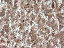 PNPO Antibody - IHC of paraffin-embedded Human liver tissue using anti-PNPO mouse monoclonal antibody.