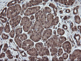 PNPO Antibody - IHC of paraffin-embedded Human pancreas tissue using anti-PNPO mouse monoclonal antibody.