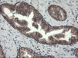 PNPO Antibody - IHC of paraffin-embedded Human prostate tissue using anti-PNPO mouse monoclonal antibody.