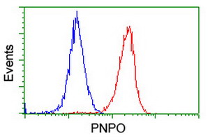 PNPO Antibody - Flow cytometry of HeLa cells, using anti-PNPO antibody (Red), compared to a nonspecific negative control antibody (Blue).