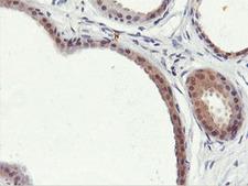 PNPO Antibody - IHC of paraffin-embedded Human breast tissue using anti-PNPO mouse monoclonal antibody.
