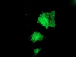 PNPO Antibody - Anti-PNPO mouse monoclonal antibody immunofluorescent staining of COS7 cells transiently transfected by pCMV6-ENTRY PNPO.