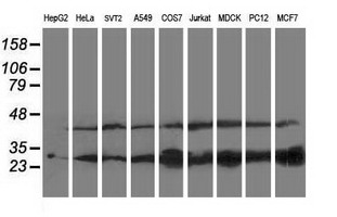 PNPO Antibody - Western blot of extracts (35 ug) from 9 different cell lines by using anti-PNPO monoclonal antibody (HepG2: human; HeLa: human; SVT2: mouse; A549: human; COS7: monkey; Jurkat: human; MDCK: canine; PC12: rat; MCF7: human).
