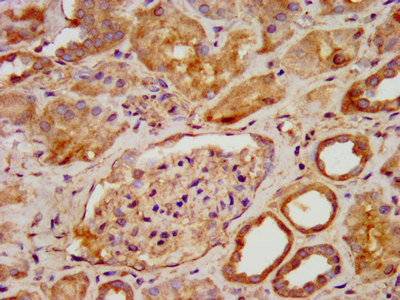 PNPO Antibody - Immunohistochemistry image at a dilution of 1:600 and staining in paraffin-embedded human kidney tissue performed on a Leica BondTM system. After dewaxing and hydration, antigen retrieval was mediated by high pressure in a citrate buffer (pH 6.0) . Section was blocked with 10% normal goat serum 30min at RT. Then primary antibody (1% BSA) was incubated at 4 °C overnight. The primary is detected by a biotinylated secondary antibody and visualized using an HRP conjugated SP system.