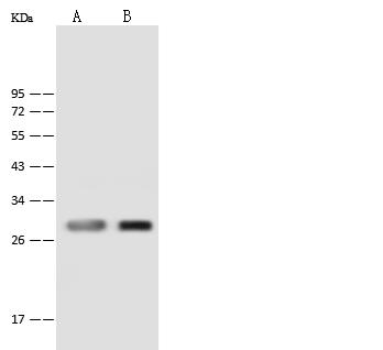 PNPO Antibody - Anti-PNPO rabbit polyclonal antibody at 1:500 dilution. Lane A: HepG2 Whole Cell Lysate. Lane B: 293 Whole Cell Lysate. Lysates/proteins at 30 ug per lane. Secondary: Goat Anti-Rabbit IgG (H+L)/HRP at 1/10000 dilution. Developed using the ECL technique. Performed under reducing conditions. Predicted band size: 30 kDa. Observed band size: 30 kDa.
