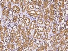 PNPO Antibody - Immunochemical staining of human PNPO in human kidney with rabbit polyclonal antibody at 1:300 dilution, formalin-fixed paraffin embedded sections.