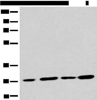 PNPO Antibody - Western blot analysis of 293T cell lysates  using PNPO Polyclonal Antibody at dilution of 1:700
