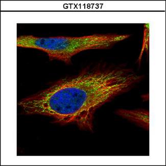 PNPT1 Antibody - Confocal immunofluorescence analysis (Olympus FV10i) of paraformaldehyde-fixed HeLa using PNPase antibody (Green) at 1:500 dilution. Alpha-tubulin filaments were labeled with alpha-tubulin antibody (Red) at 1:2500.