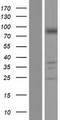 PNPT1 Protein - Western validation with an anti-DDK antibody * L: Control HEK293 lysate R: Over-expression lysate