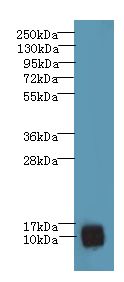 PNRC2 Antibody - Western blot. All lanes: PNRC2 antibody at 4 ug/ml+ U251 whole cell lysate Goat polyclonal to rabbit at 1:10000 dilution. Predicted band size: 16 kDa. Observed band size: 16 kDa.