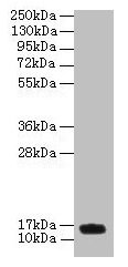 PNRC2 Antibody - Western blot All lanes: PNRC2 antibody at 4µg/ml + U251 whole cell lysate Secondary Goat polyclonal to rabbit IgG at 1/10000 dilution Predicted band size: 16, 14 kDa Observed band size: 16 kDa