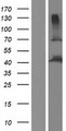 POC1A / SOFT Protein - Western validation with an anti-DDK antibody * L: Control HEK293 lysate R: Over-expression lysate