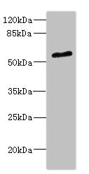 POC1B / WDR51B Antibody - Western blot All Lanes: POC1B antibody at 2.35ug/ml+ Mouse small intestine tissue Goat polyclonal to rabbit at 1/10000 dilution Predicted band size: 54,50 kDa Observed band size: 54 kDa