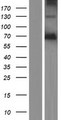 PODN Protein - Western validation with an anti-DDK antibody * L: Control HEK293 lysate R: Over-expression lysate