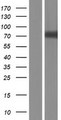 PODN Protein - Western validation with an anti-DDK antibody * L: Control HEK293 lysate R: Over-expression lysate