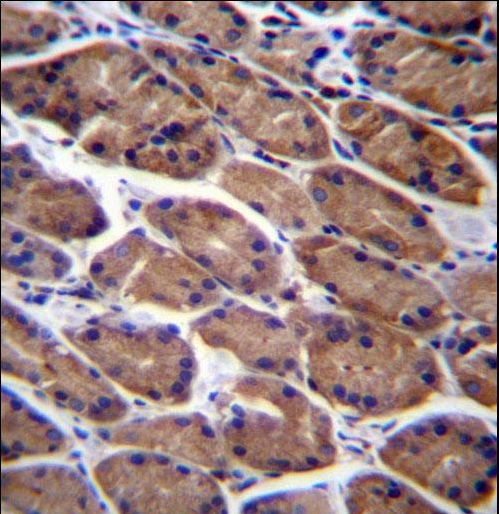 PODNL1 Antibody - PODNL1 Antibody immunohistochemistry of formalin-fixed and paraffin-embedded human stomach tissue followed by peroxidase-conjugated secondary antibody and DAB staining.